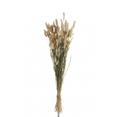 Botte de Queues de Lievre Herbes Séchées Naturel