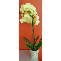 Orchidée phalaenopsis  2 tiges avec cache pot