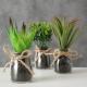 Plante succulente en pot