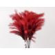  Branche de plumes rouge
