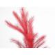  Branche de plumes rouge