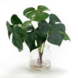 Composition Monstera eau