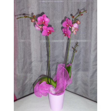 Phalaenopsis, orchidée papillon