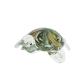 Tortue Shiva sulfure